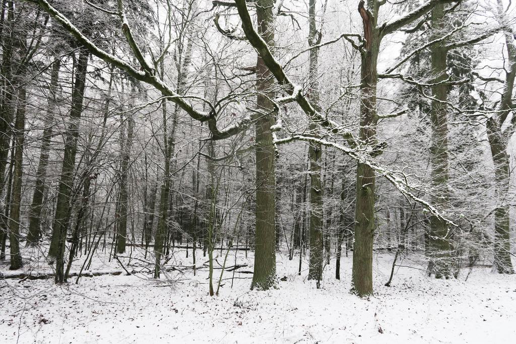 Penzion Cztery Pory Roku Białowieża Exteriér fotografie