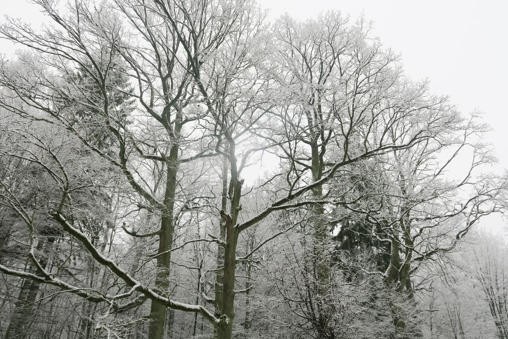 Penzion Cztery Pory Roku Białowieża Exteriér fotografie