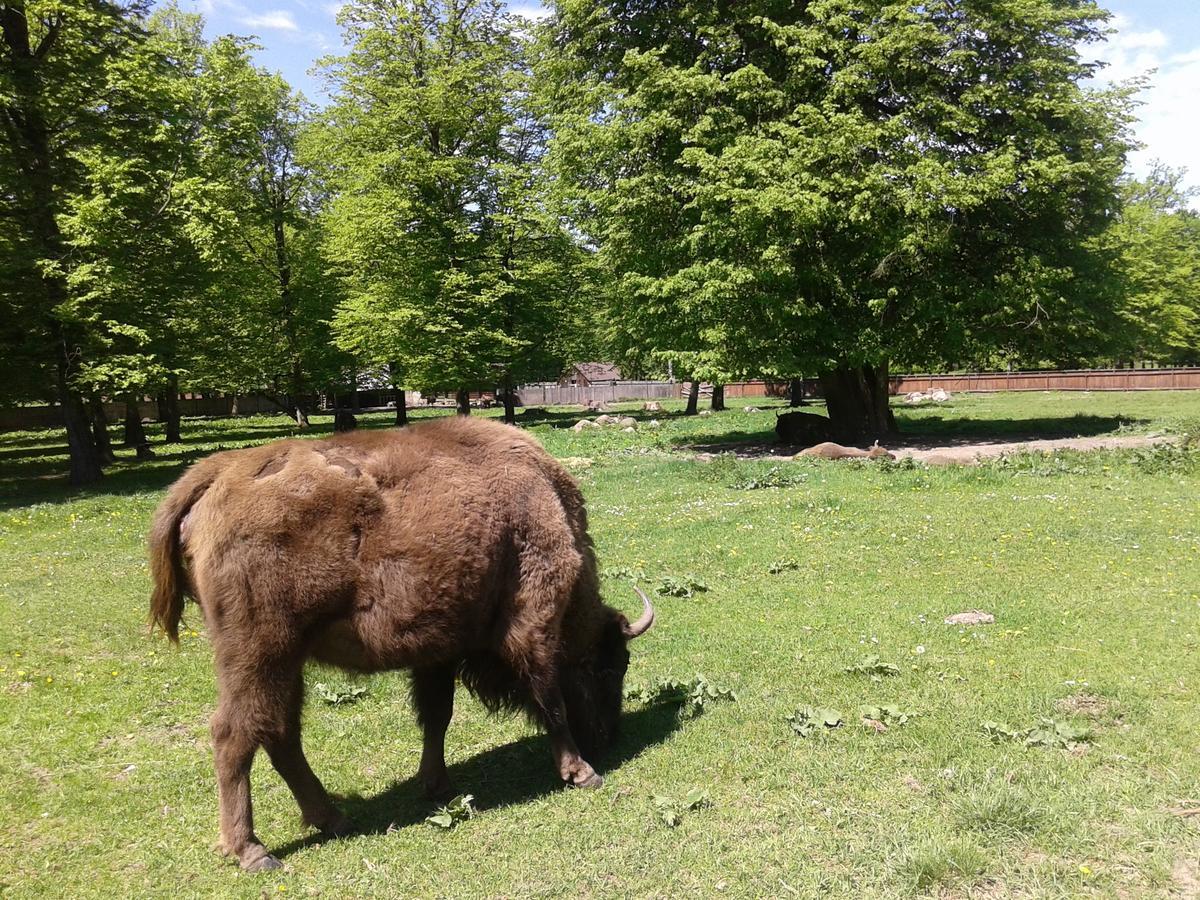 Penzion Cztery Pory Roku Białowieża Exteriér fotografie