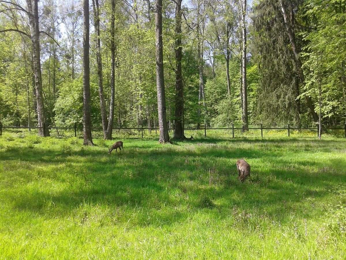 Penzion Cztery Pory Roku Białowieża Exteriér fotografie