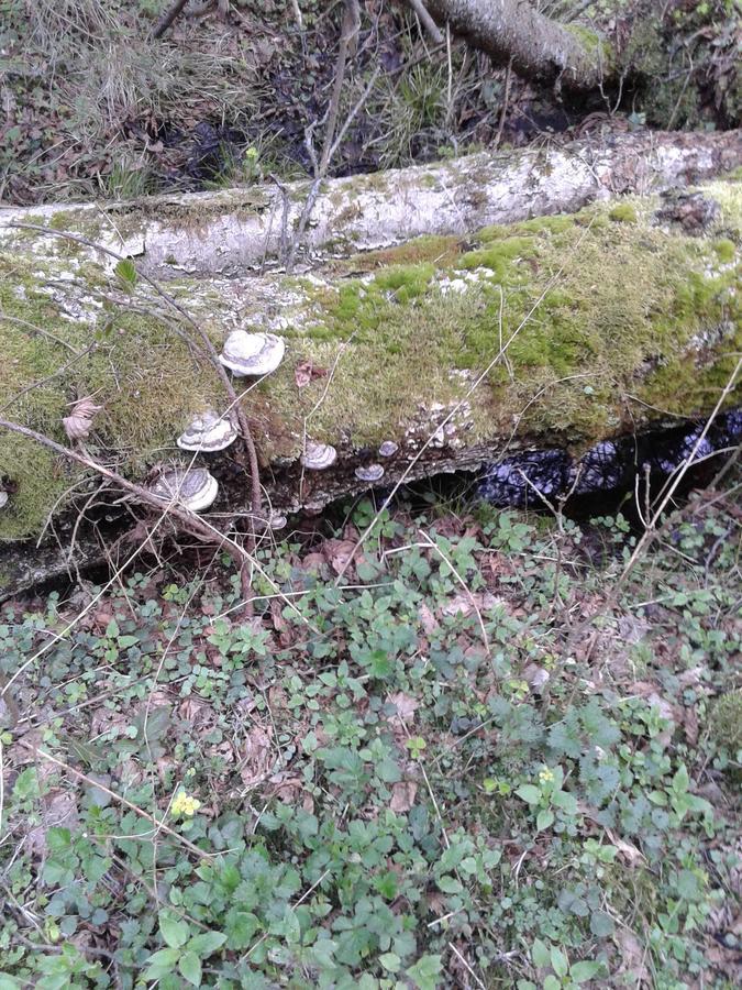 Penzion Cztery Pory Roku Białowieża Exteriér fotografie