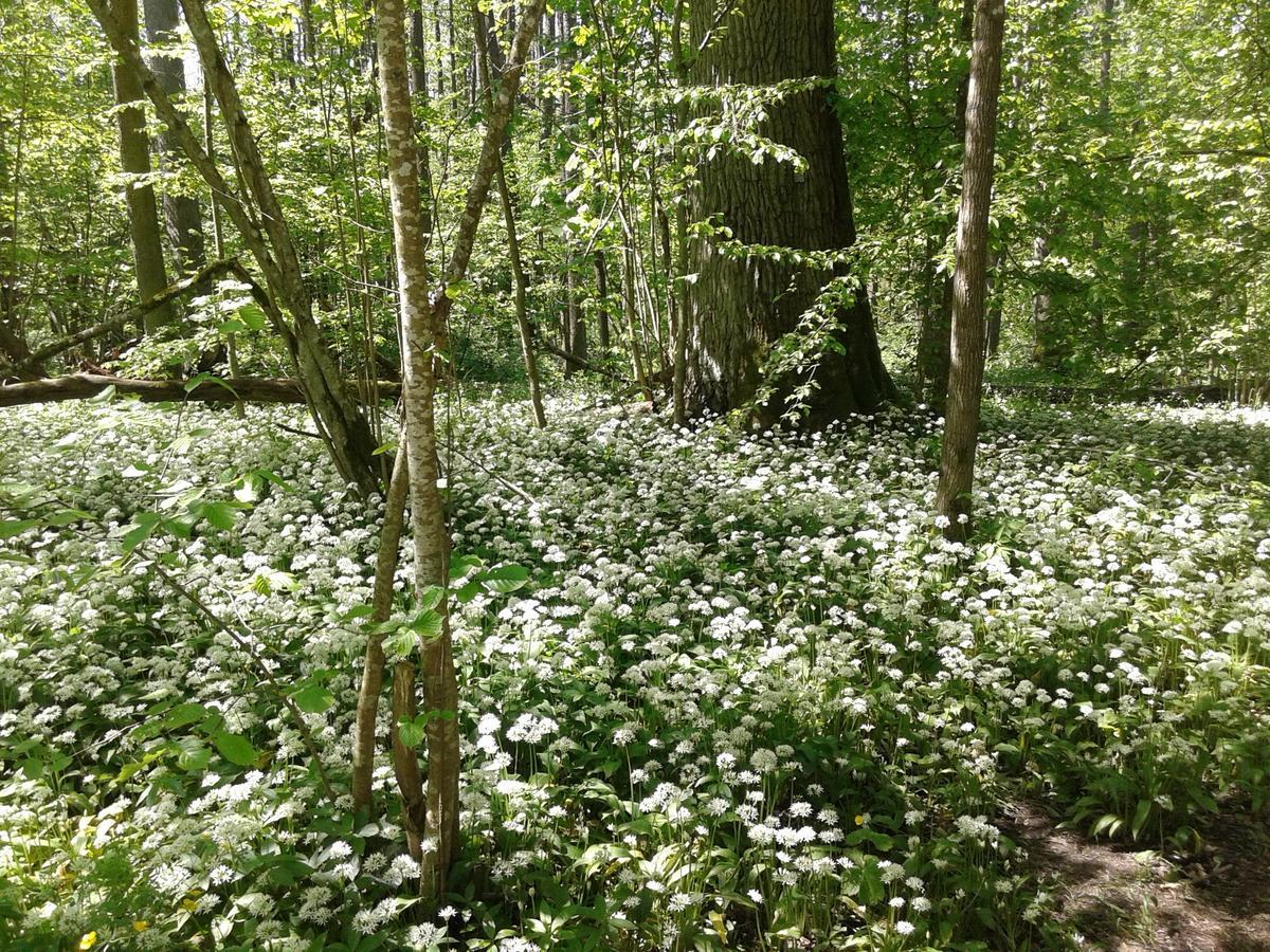 Penzion Cztery Pory Roku Białowieża Exteriér fotografie