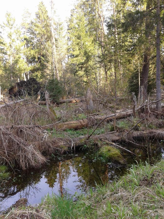 Penzion Cztery Pory Roku Białowieża Exteriér fotografie